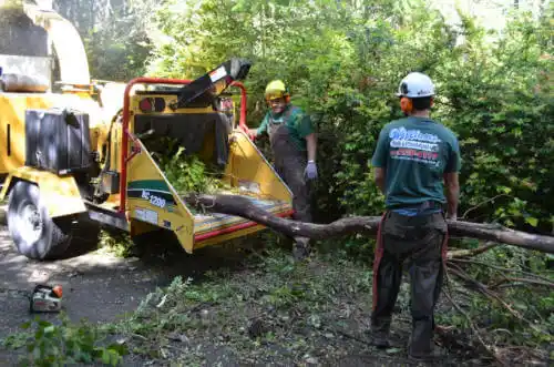 tree services Dover